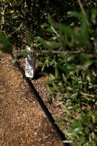 D5000_Olives_8508745